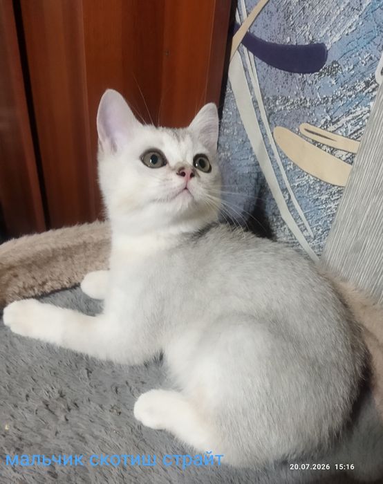 Котята серебряная шиншилла