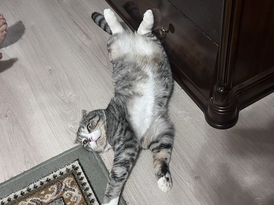 Дам кота в добрые руки!!!