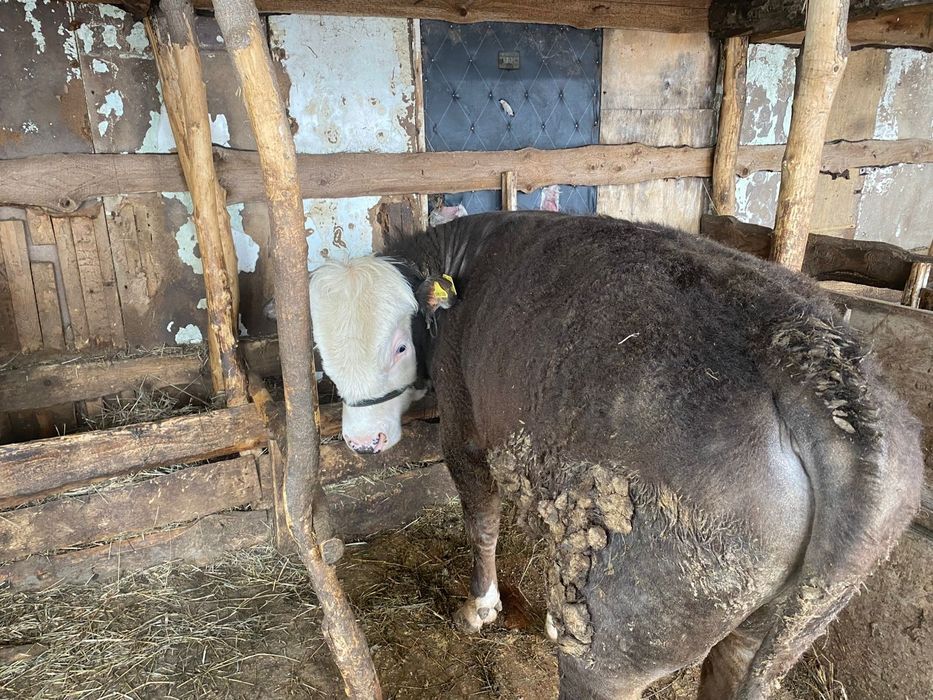 Продам бычков подсосных