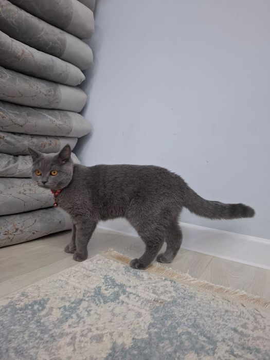 Продается кошка британская