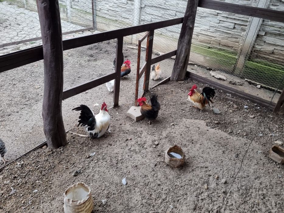 Chabo. Vand sau schimb cocosi de chabo