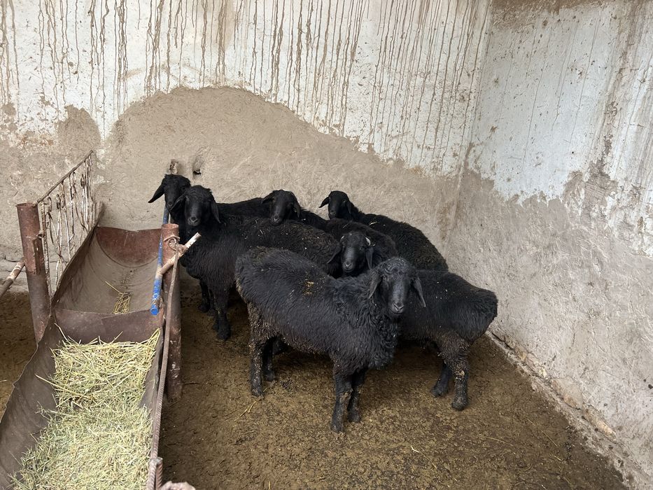 qoy qozilar kelishilgan narxlarda