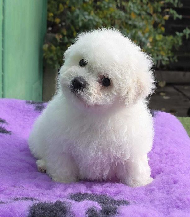 Bichon Frise  cu pedigree FCI