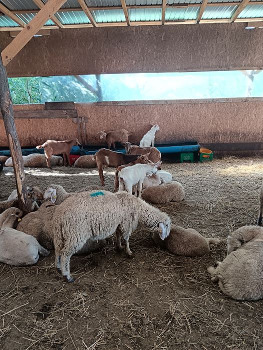Iezii 14 buc se dau la grămadă!