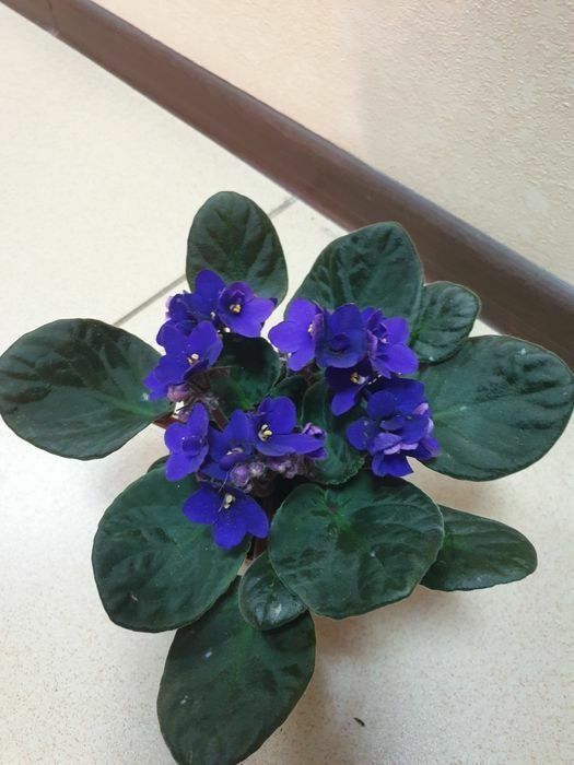 Продам комнатные цветы