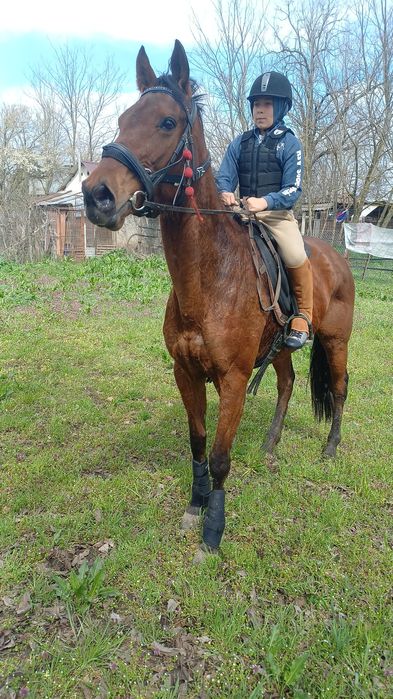 Vând iapa pur sange englez 7 ani cu acte și pedigri