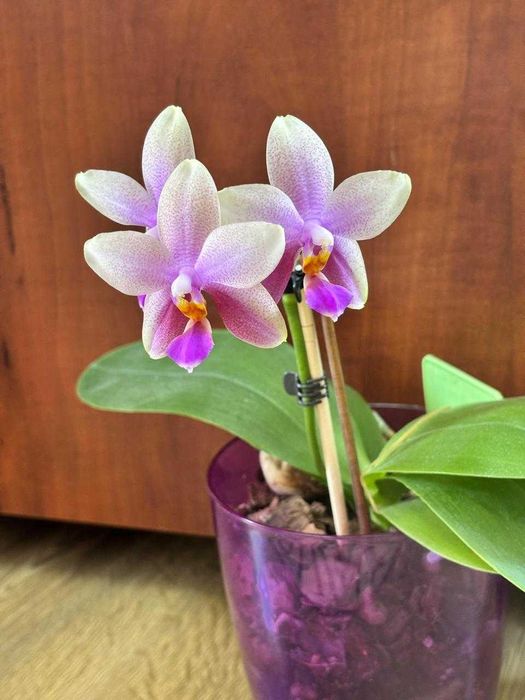 Орхидеи, домашнее цветение