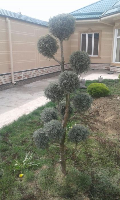 Дарахтларга шакал  Арча кесиб бериш хизматии