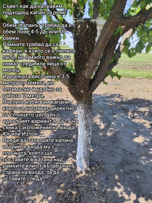 ЕвоРой - примамка за пчелни рояци