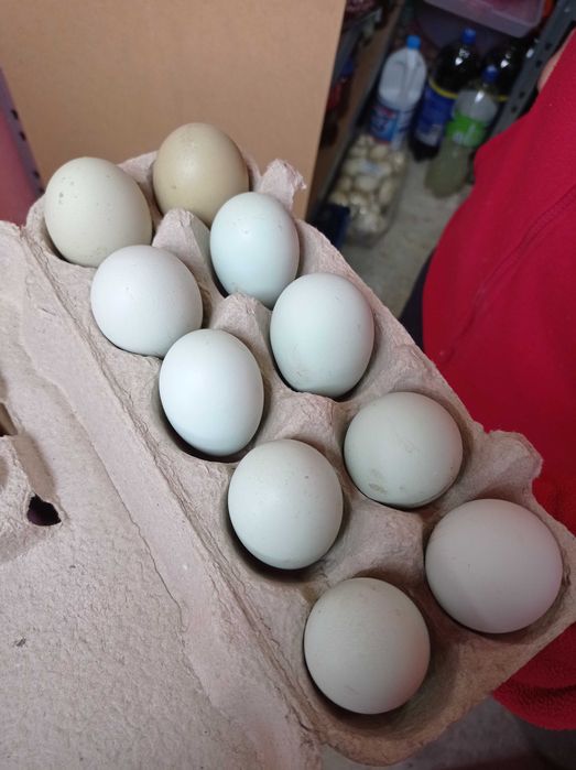 Ouă de consum și de incubat
