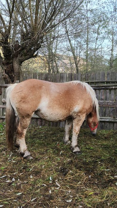 Vând 2 iepe de rasă – crescute în munte, puternice și sănătoase.