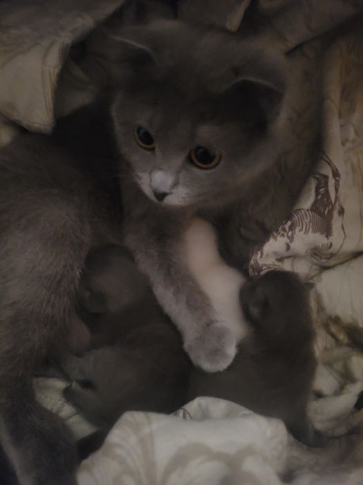 Скотш фолд мушук болалари сотиалди