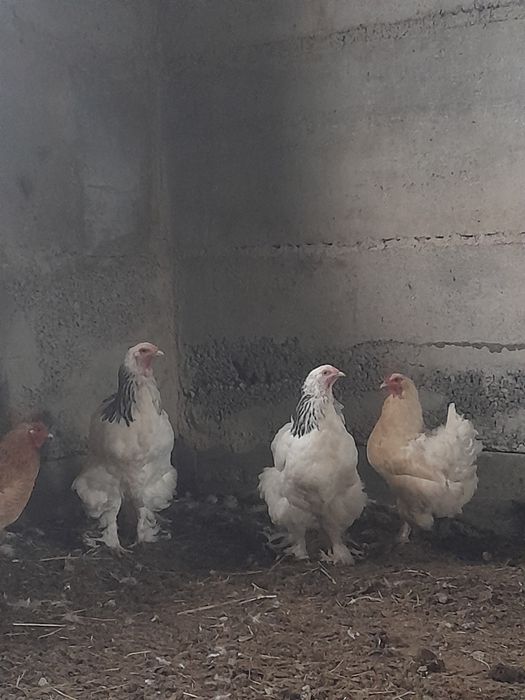 Продам кур брама