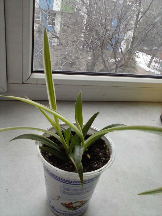 Хлорофитум  хохлатый