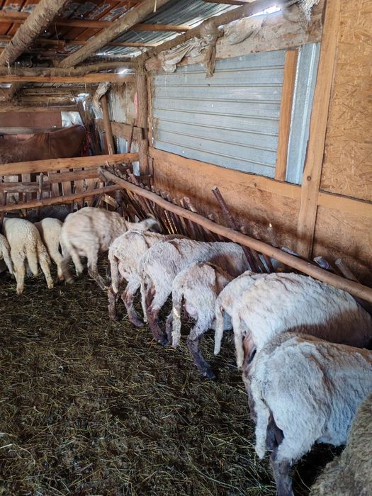 Vând 45 de oi cu prețul de 600 de lei bucata