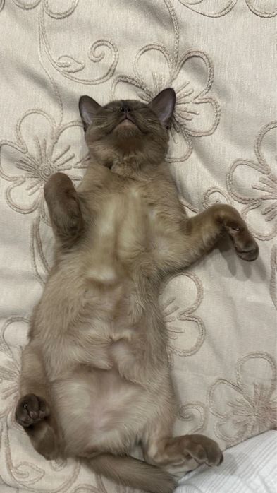 Кот бурма мальчик кастрированный