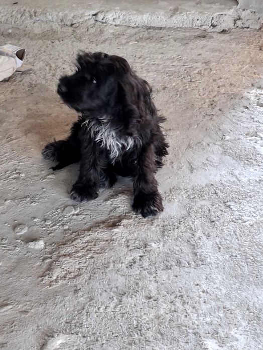 Прадавам Кученце Кокер на 4м.