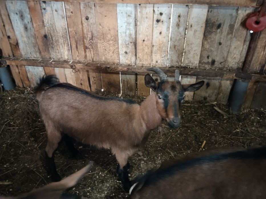 Schimb capre alpina franceza pe oi