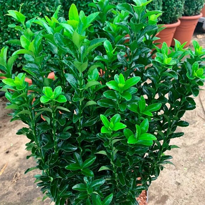 Бересклет японський Грандифолиус доставка есть