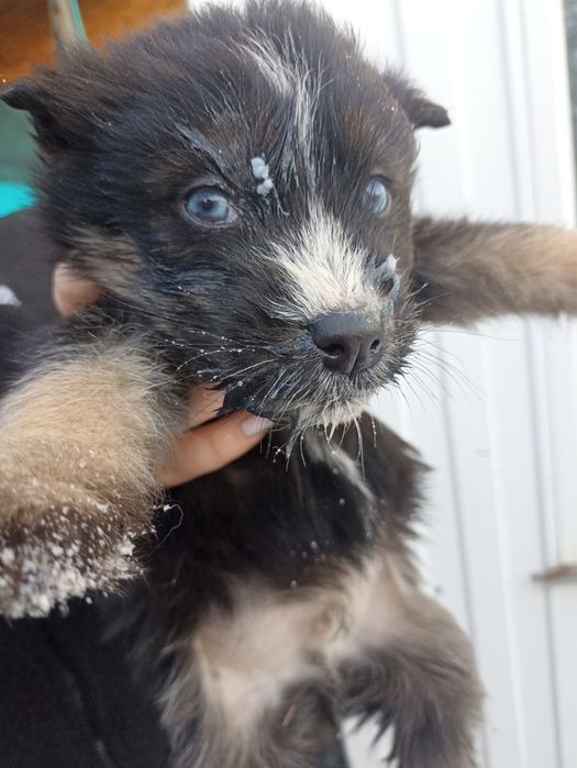 Щенята бесплатно