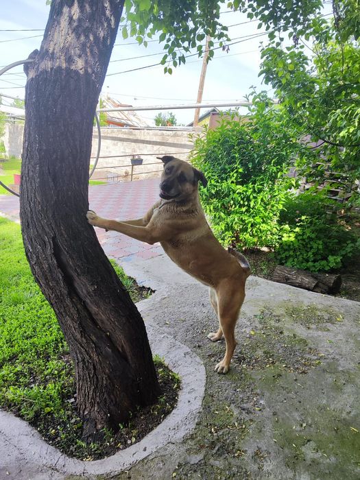 Продам щенка (девочка)