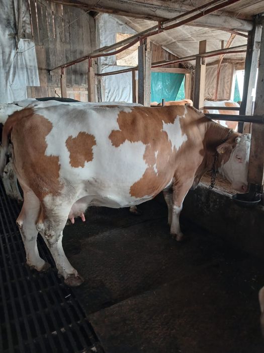 Vaca gestanta la al 4 vitel