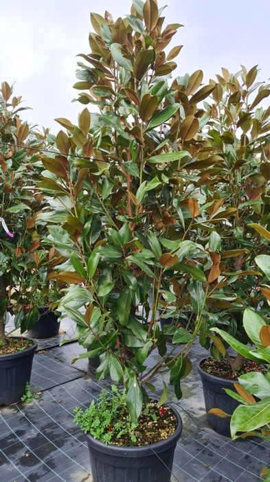 Magnolia grandiflora mai multe dimensiuni