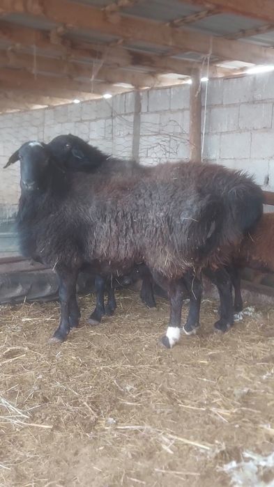 Кошкар Кисары порода