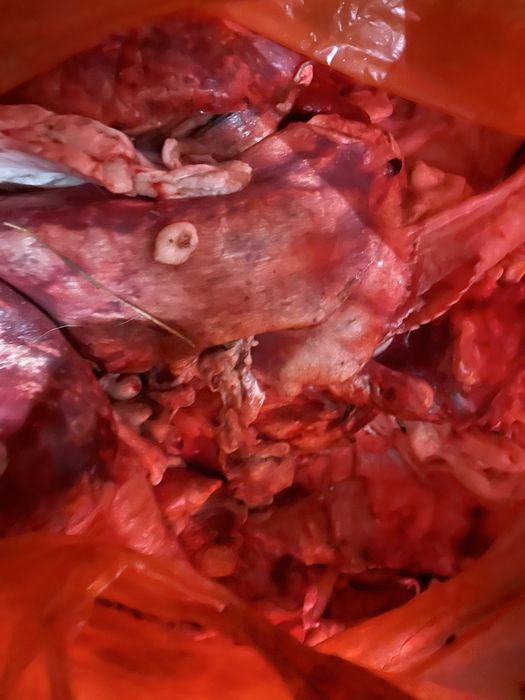 для собак мясо корм