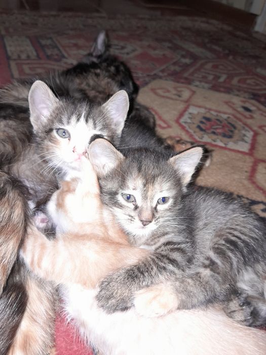 Отдам котенка в добрым рукам