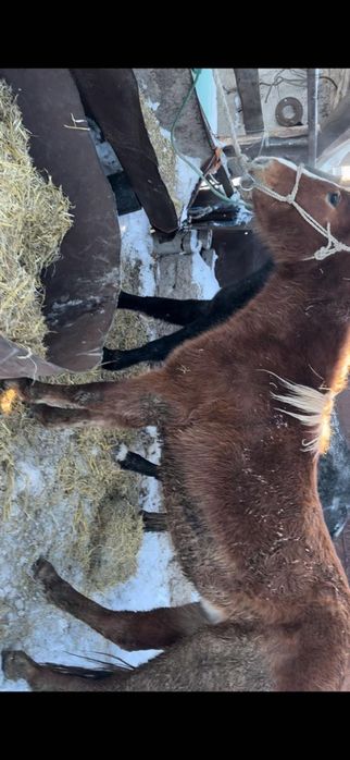 Продам лошадей  г Астана