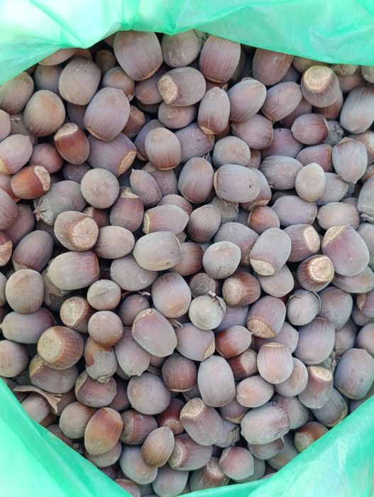 Продам орехи фундук неочищенные