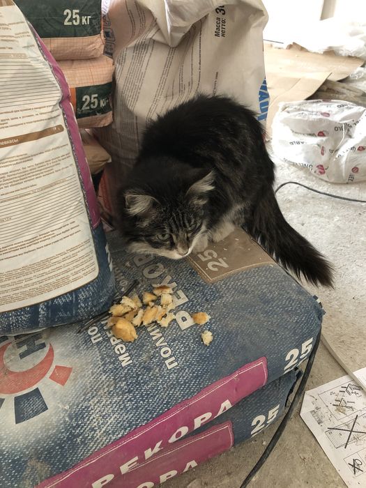 Домашний кот