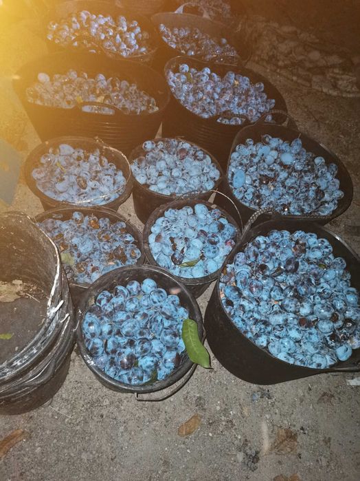 Vand prune pentru Tuica si Magiun.