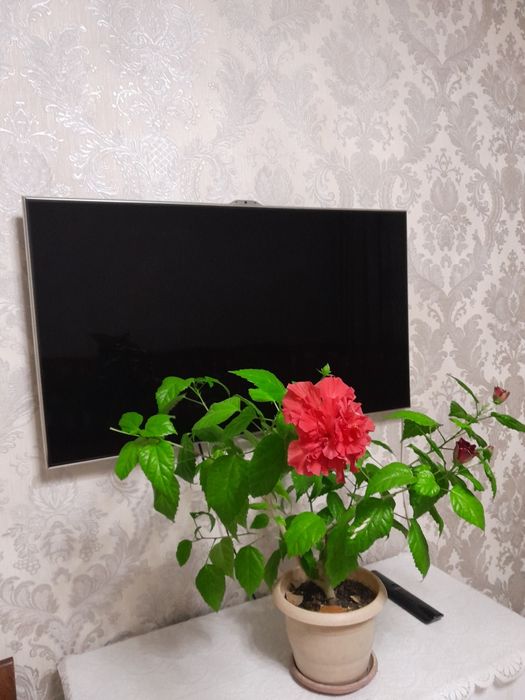 Комнатные цветы...