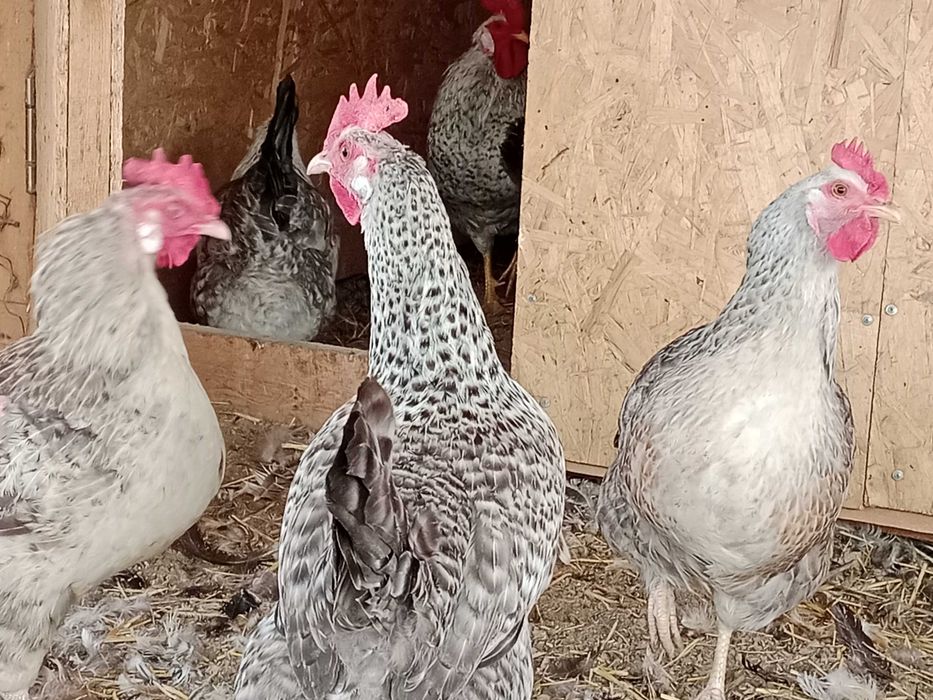 Барковская барвистая