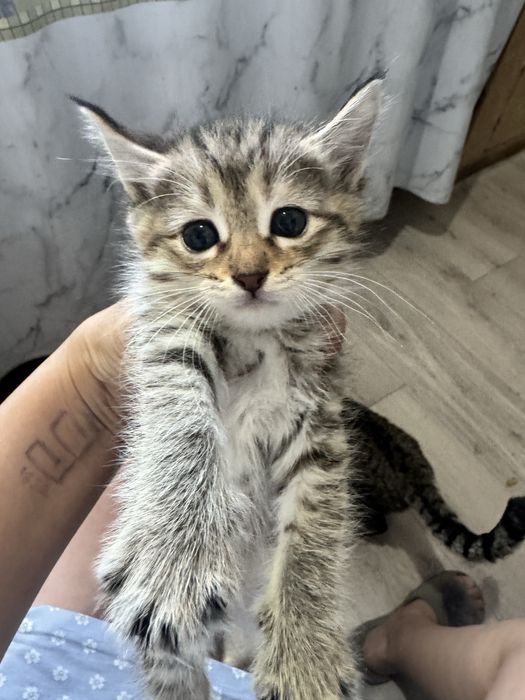 Отдадим в добрые руки, котят, 1,5 мес