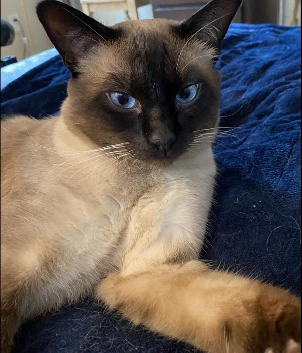 Сиамские котята ..