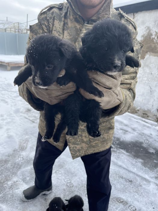 Щенята ищут дом. 6м, 4д