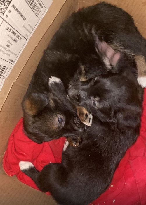 Donatie catei micuti