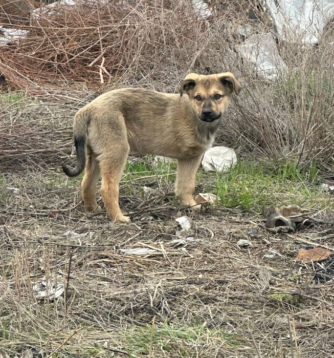 Дом особенному щенку