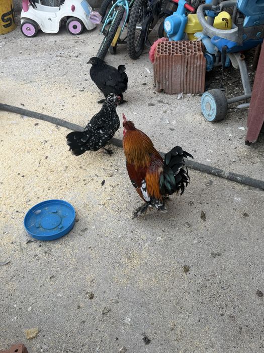 Găini și cocoși pitici , incalțați , moțați , barboși .