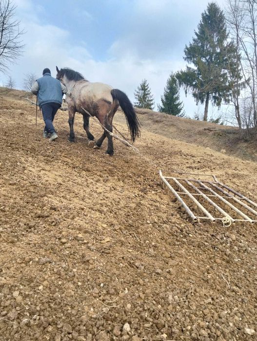 Vând sau schimb cu vaca