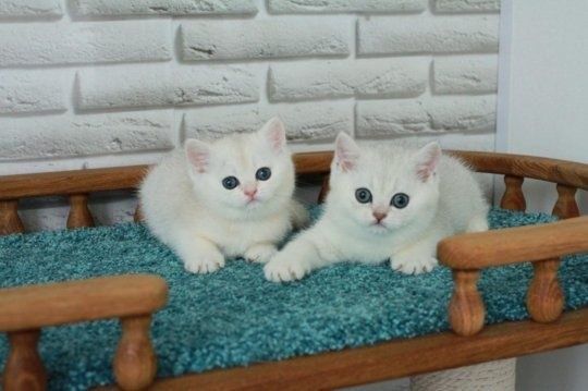 Серебристые шиншиллы. Страйты и фолд