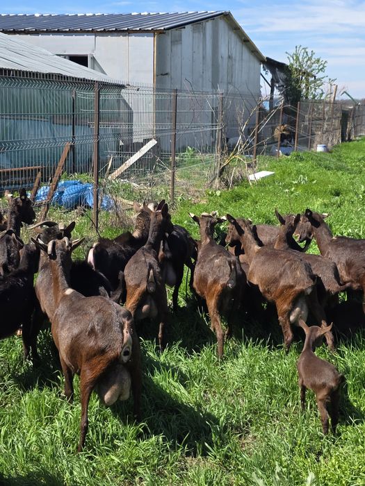 Capre murcuiana granadina de vanzare