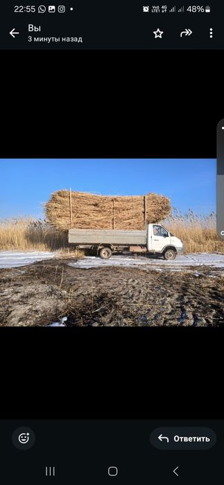 Сабан бар тамнын тобесине камыс бар