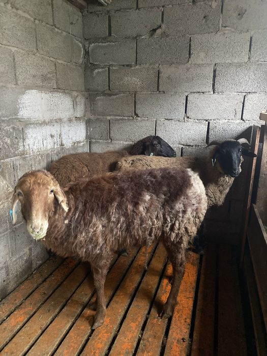 Продаються овцы ТҰСАҚТАР