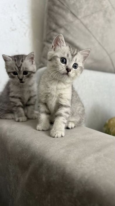 Британские котята