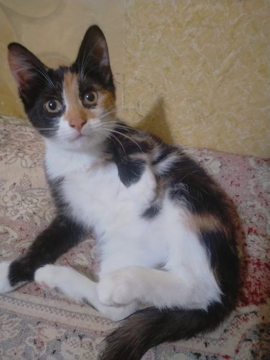 Отдам котят даром срочно