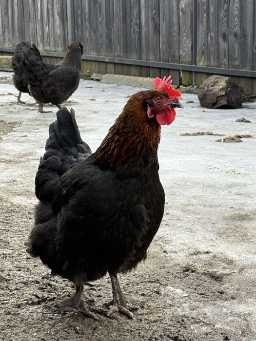 Oua incubat olive egger